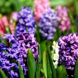 Kada saditi zumbule na otvorenom